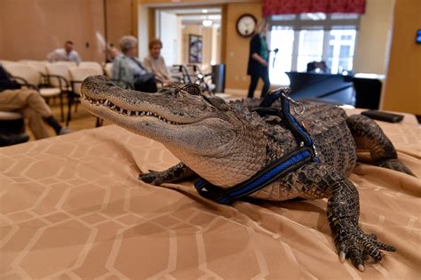 man with emotional support alligator